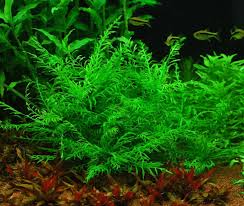 Image result for Hygrophila uliginosa