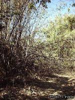 Image result for Oreobambos buchwaldii