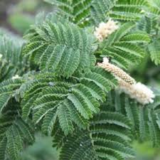 Image result for Artabotrys monteiroae