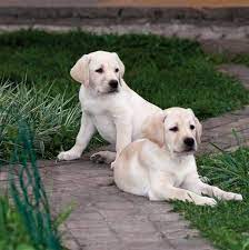 Labrador Retriever Dog Price Buy Kci Registered Labrador Retriever Puppies For Sale In India Get Healthy Labrador Retriever Labrador Retriever Dog Dog Breeds