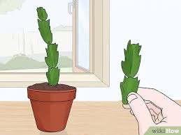 Certain species may be easier than others to propagate. 3 Easy Ways To Plant A Christmas Cactus Wikihow