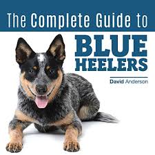 Click like if you love blue heelers! Amazon Com The Complete Guide To Blue Heelers Aka The Australian Cattle Dog Learn About Breeders Finding A Puppy Training Socialization Nutrition Grooming And Health Care Audible Audio Edition David Anderson Larry Oblander