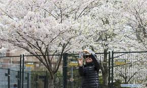 (frank gunn/the canadian press via ap) in normal circumstances, trinity bellwoods park is a staple of summer in toronto, a massive urban space that often. Fenced Off Cherry Blossoms Seen At Trinity Bellwoods Park In Toronto Canada Global Times