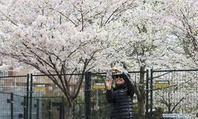 Dundas st west to the n; Fenced Off Cherry Blossoms Seen At Trinity Bellwoods Park In Toronto Canada Global Times