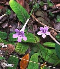 Image result for Streptocarpus sp.nov. aff. S. grandis