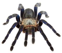 A great container for pet bugs! Spider Tarantulas For Sale Tarantula Guide