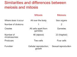 B2 7 Meiosis And Mitosis