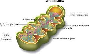 Mitochondria Are Organelles Found In The Cytoplasm Of Most Cells They Are Essential To Healthy Living As They Mitochondria Mitochondrial Disease Mitochondrial
