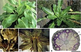 Image result for Alepidea amatymbica