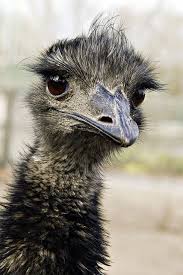 Emu Close Up Australian Animals Animals Beautiful Animals