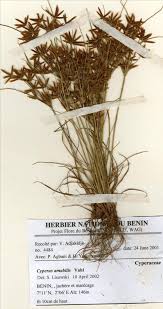 Image result for Cyperus amabilis