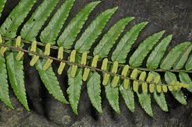 Image result for Lomariopsidaceae