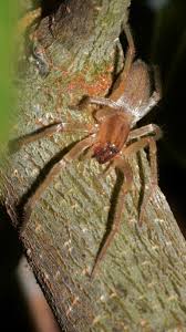 South Africas Big Five Of Dangerous Spiders By Exp