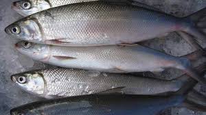 Ikan susu antara ikan yang. Ikan Susu Shefalitayal