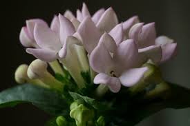 Image result for Bouvardia longiflora