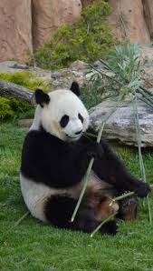 Pas De Bebe Panda Au Zoo De Beauval Cette Annee Zoo De Beauval Beauval Zoo
