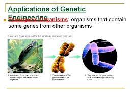 Transgenic organisms have also been developed for commercial purposes. What Are Some Transgenic Organisms