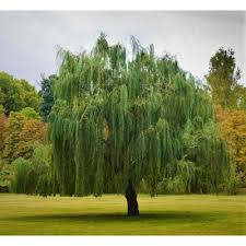 Check spelling or type a new query. Willow Tree Trees Outdoor Plants The Home Depot