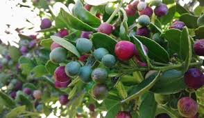 Image result for Mystroxylon