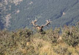 The ultimate new zealand hunting experience. New Zealand Family Hunting Trip Touring Family Expeditions