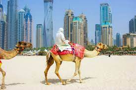 How much is camel trekking in dubai? How To Ride A Camel On Marina Beach In Dubai