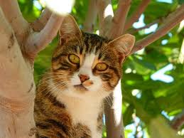 Pixabay De Ucretsiz Goruntuler Kedi Yaratik Hayvan Memeli Memeliler Hayvan Kedi