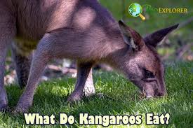 Different species of kangaroos have different diets, although all are strict herbivores. What Do Kangaroos Eat Kangaroos Diet By Types What Eats Kangaroos