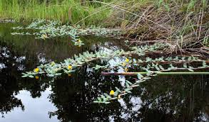 Image result for Aeschynomene fluitans