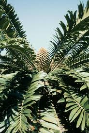 Image result for Encephalartos gratus