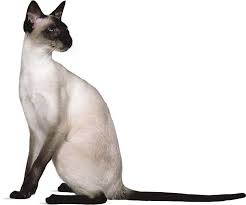 The siamese cat is one of the first distinctly recognized breeds of asian cat. Siamese Breed Of Cat Britannica
