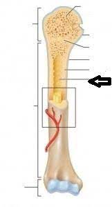 Diagram of a long bone. Blank Long Bone Diagram Human Anatomy