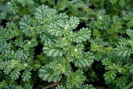 Image result for Coldenia procumbens