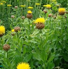 Golden Thistle Seeds Centaurea Macrocephala Free Bonus 6 Variety Seed Pack A 30 Value Flower Farmer Seed Pack Thistle Seed