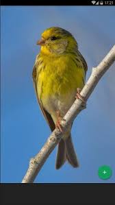 On a computer it is usually. Canary Bird Wallpaper For Android Apk Download