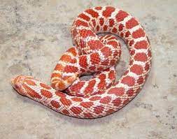 Snakes And More Snakes Photo Of Extreme Red Albino Hognose Snake Hognose Snake Snake Reptile Snakes