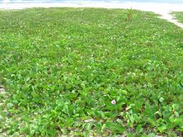 Image result for Ipomoea pes-caprae