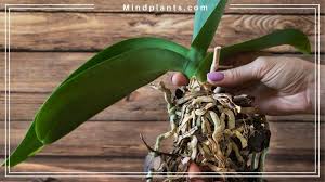 I've brought home several dying orchids from the clearance table, wanting to nurture them back to life. How To Save A Dying Orchid Steps To Revive Bloom