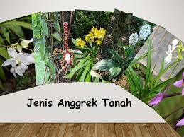 Keunikannya yaitu seratnya yg seperti sisik dan bentuk sisik nya jga macam2. 11 Jenis Anggrek Tanah Dan Gambarnya
