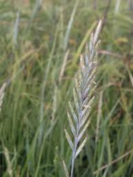 Image result for Elytrophorus spicatus