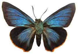 Image result for Caucanthus auriculatus