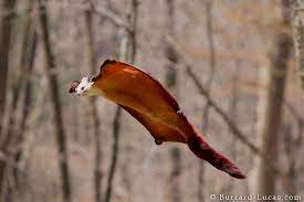 Red And White Giant Flying Squirrel Flying Squirrel Squirrel Giant Squirrel