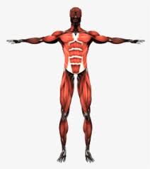 Major muscles in the body diagram : Muscle Muscular System Anatomy Bodybuilding Human Body Human Tendon And Ligament Hd Png Download Kindpng