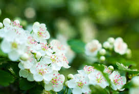 Usda list of state trees and flowers. Official State Flowers Ranked List Of State Flowers