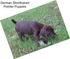Click here to be notified when new german wirehaired pointer puppies are listed. Hunting Dogs German Wirehaired Pointer For Sale In Cincinnati Agriseek Com