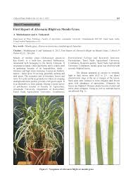 Dwarf mondo grass (ophiopogon japonicus) is a member of the lily family and thrives in warm growing 2 to 4 inches in height, dwarf mondo grass is disease resistant and grows well in the shade. Pdf First Report Of Alternaria Blight On Mondo Grass