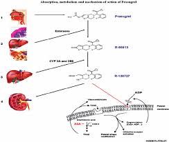 Image result for Prasugrel