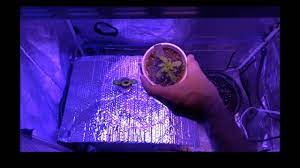 Pro grow 260 led grow light. Led Grow Light Review Pro Grow 260 Modular Strain Review Purple Cheese Autoflower Youtube