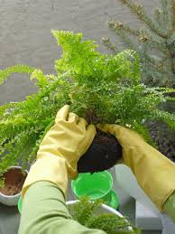 Maybe you would like to learn more about one of these? Boston Fern Shoots Tips For Dividing Boston Fern Plants And Runners