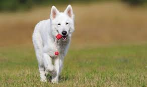 Its like a small marshmallow with legs running around, lmfao! White Dog Names For White Furbabies 135 Awesome Ideas
