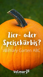 Zier Oder Speisekurbis Kurbis Pflanzen Pflanzen Kurbis